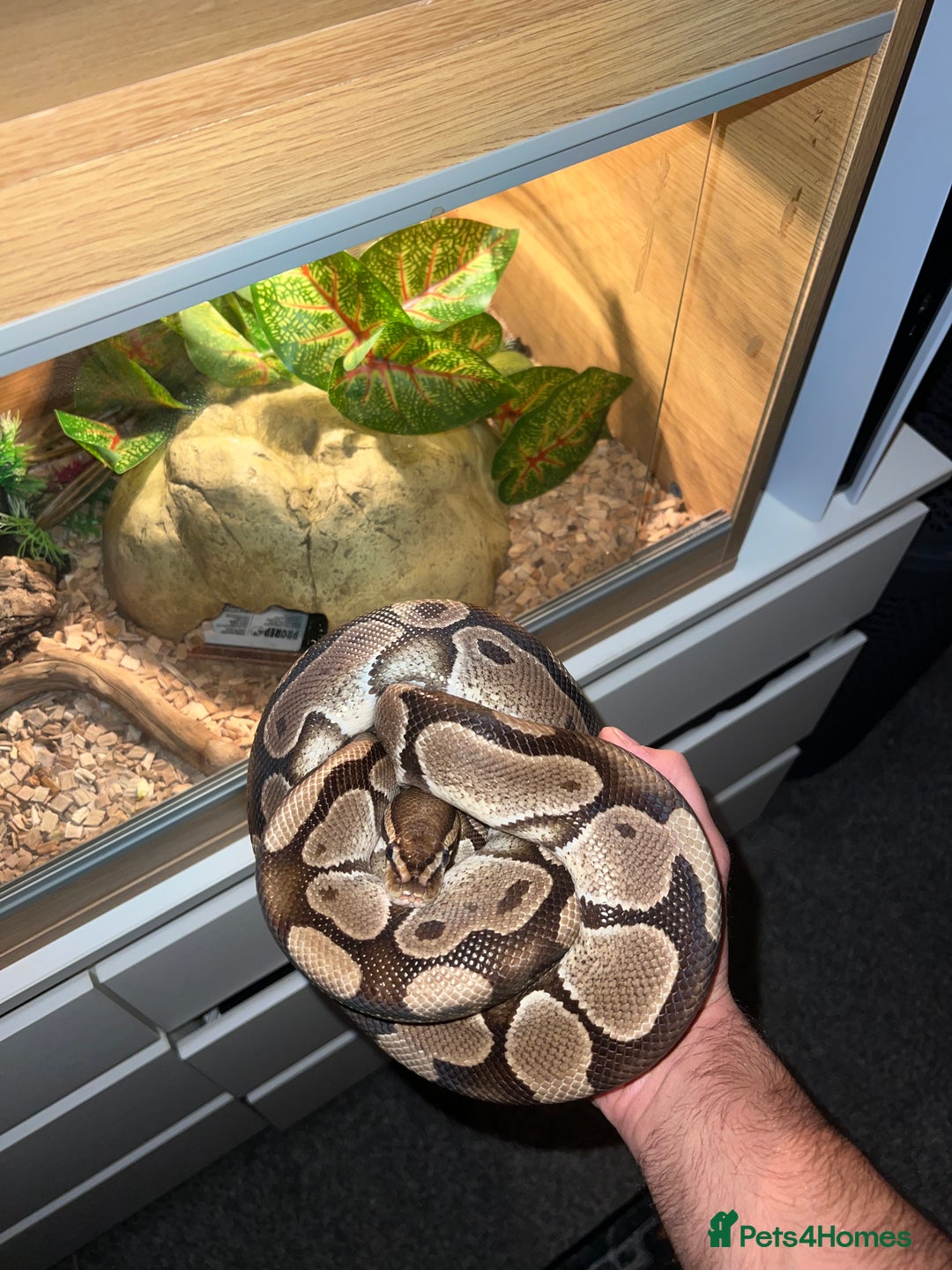 Python Snake reptiles for sale: Royal python - Advert 1
