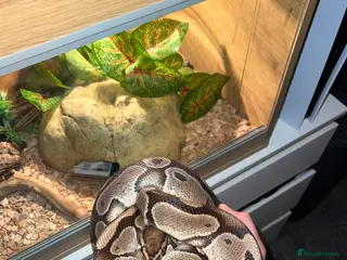 Python Snake reptiles Royal python - Advert 10