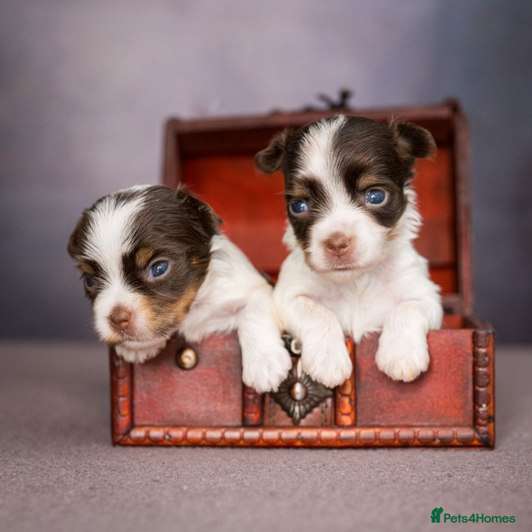 Yorkshire Terrier dogs for sale: Colorful Yorkshire Terrier puppies for sale - Image 2