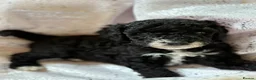 Cockapoo dogs for sale: Stunning F1B Cockapoos READY NOW!🐶  - Advert 31