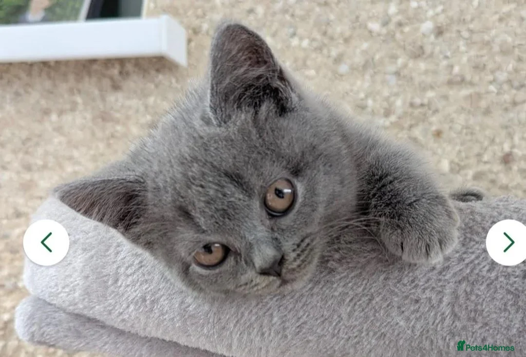 British Shorthair cats for sale:  Female British Shorthair  in Wellingborough - Advert 9