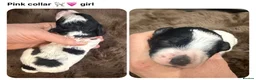 Miniature Poodle dogs for sale: KC parti colour miniature poodle puppies - Advert 6
