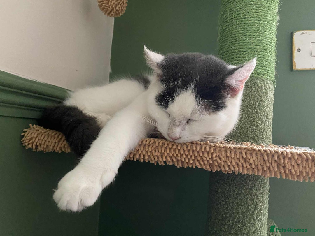 Mixed Breed cats for sale: Male kitten  - Advert 2