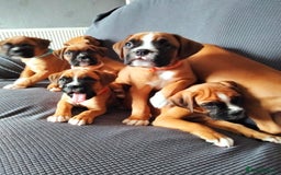 Boxer dogs for sale: Gorgeous Chunky Boxer Puppies  - Image 15