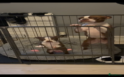 Boston Terrier dogs for sale: Boston terrier puppy - Image 4