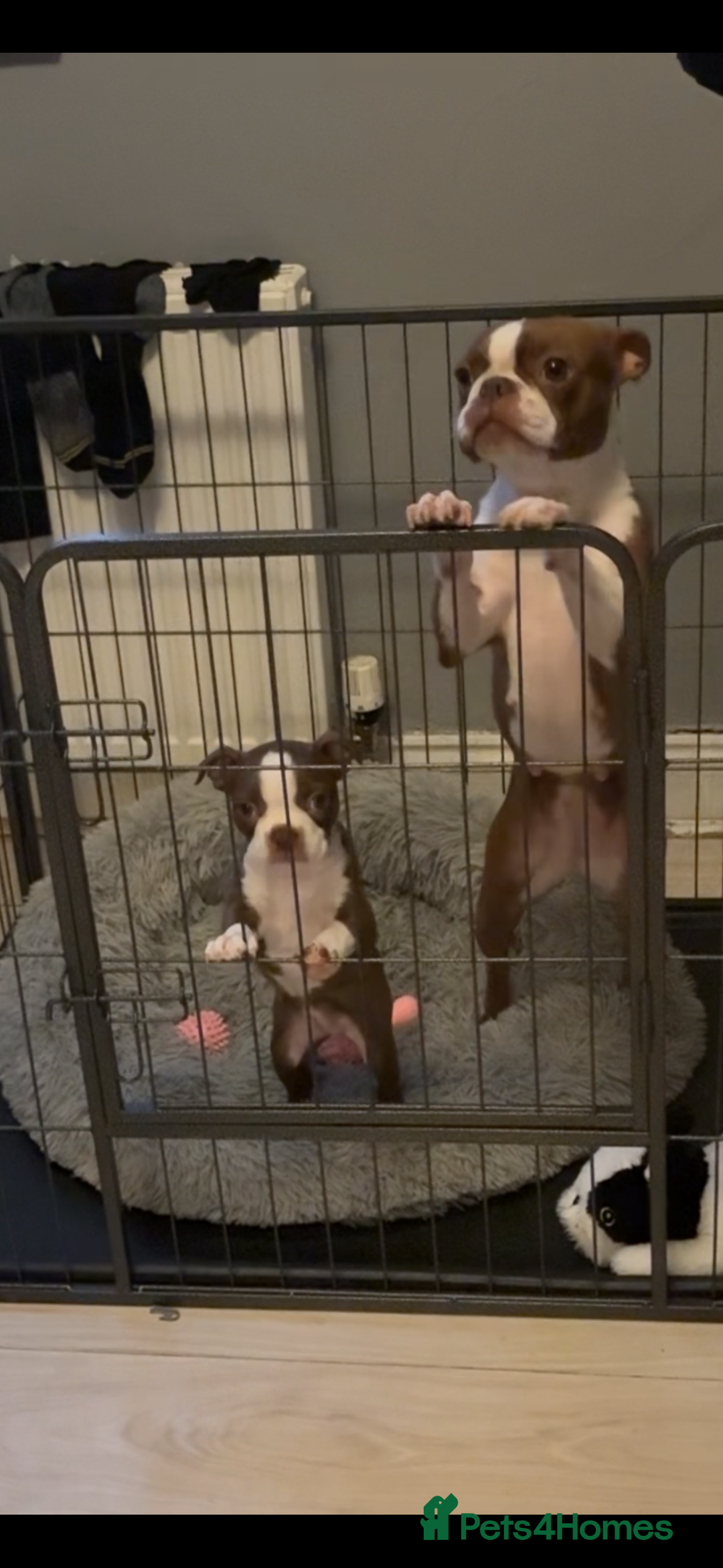 Boston Terrier dogs for sale: Boston terrier puppy - Image 4