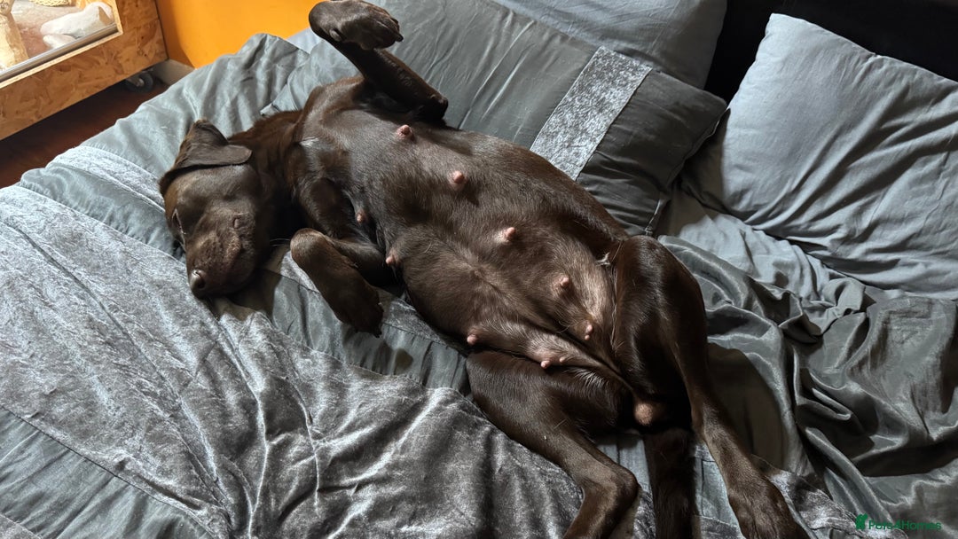 Labrador Retriever dogs for sale: Puppies due between 6-13 February  - Advert 14