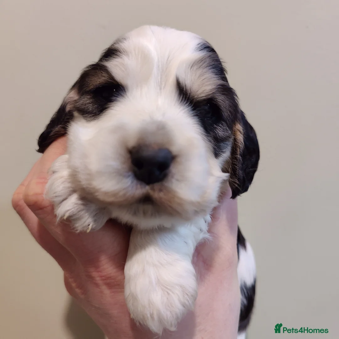 Cocker Spaniel dogs for sale: KC Registered Show Type Cocker Spaniels  - Advert 22