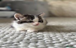 Persian cats for sale: Persian Russian doll x kittens  - Image 10