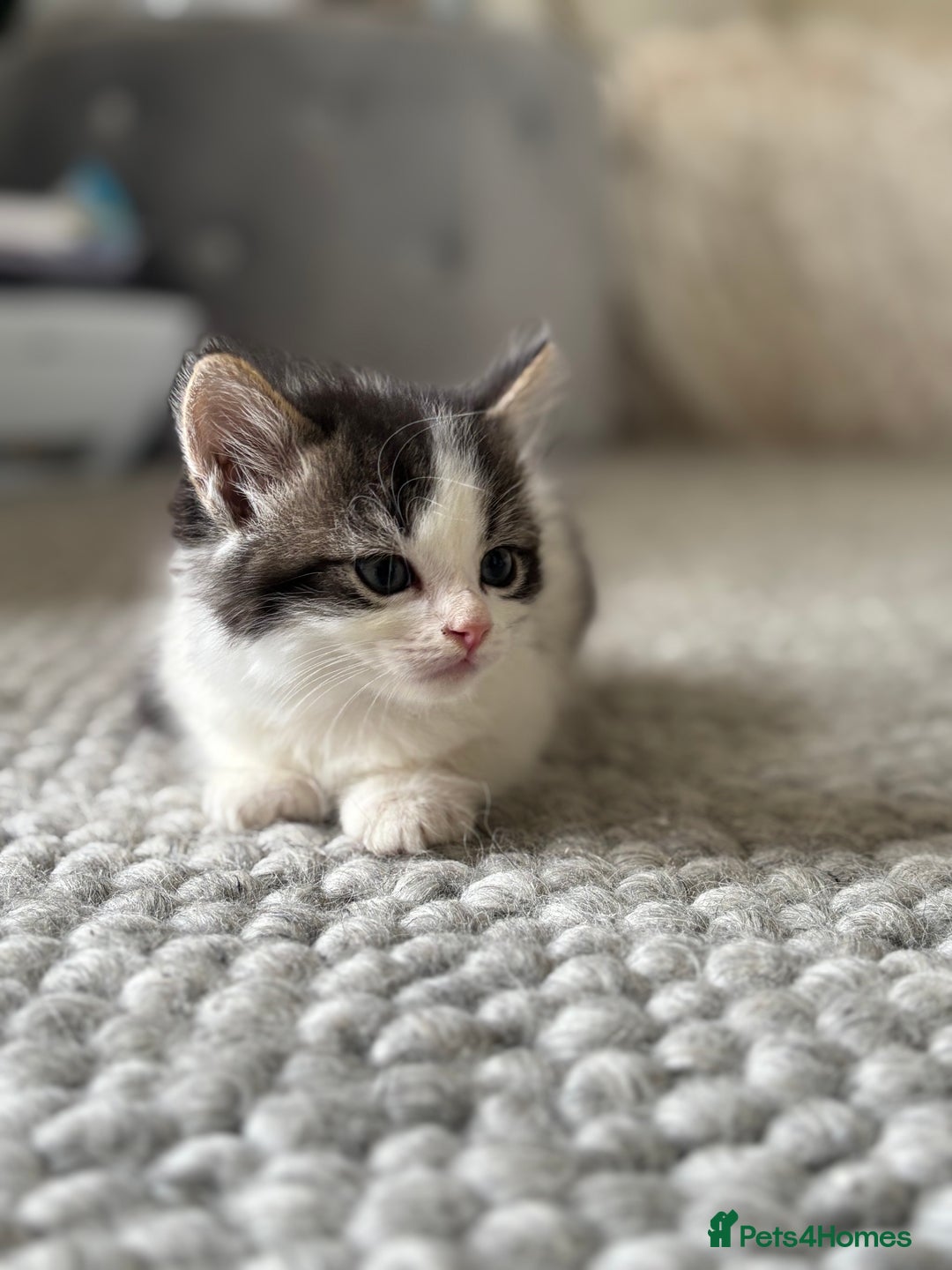 Persian cats for sale: Persian Russian doll x kittens  - Image 10