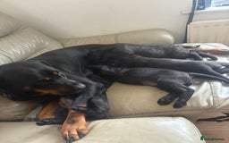 Mixed Breed dogs for sale: 3 beautiful boys for sale  - Image 25