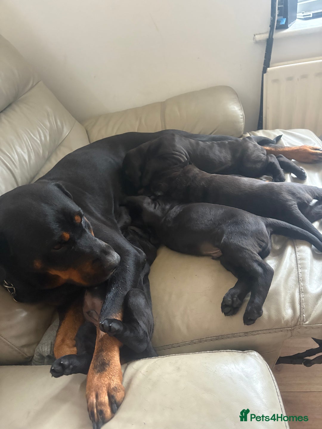 Mixed Breed dogs for sale: 3 beautiful boys for sale  - Image 25