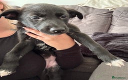 Mixed Breed dogs for sale: German Shepard/husky cross puppies  - Image 10