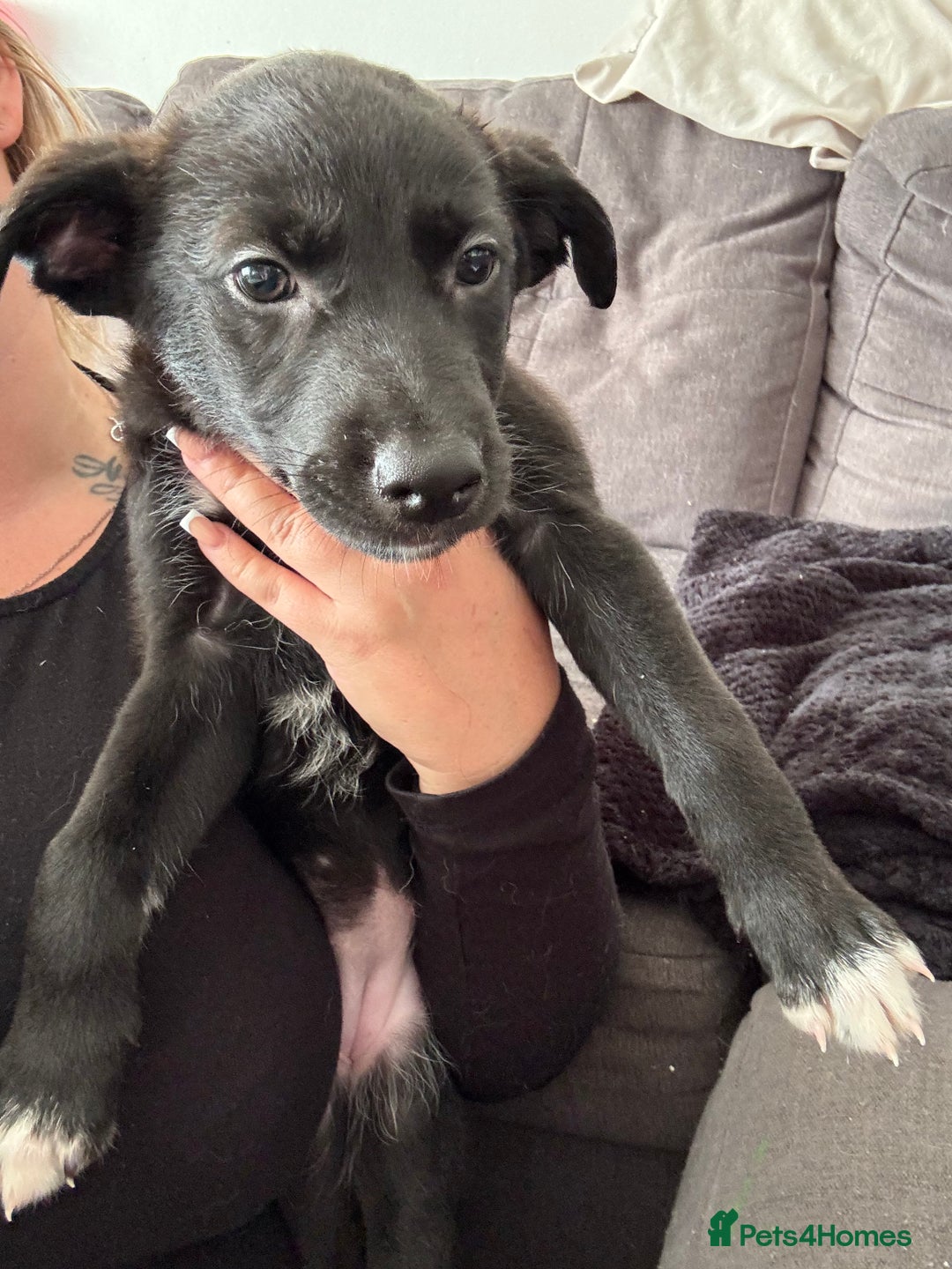 Mixed Breed dogs for sale: German Shepard/husky cross puppies  - Image 10