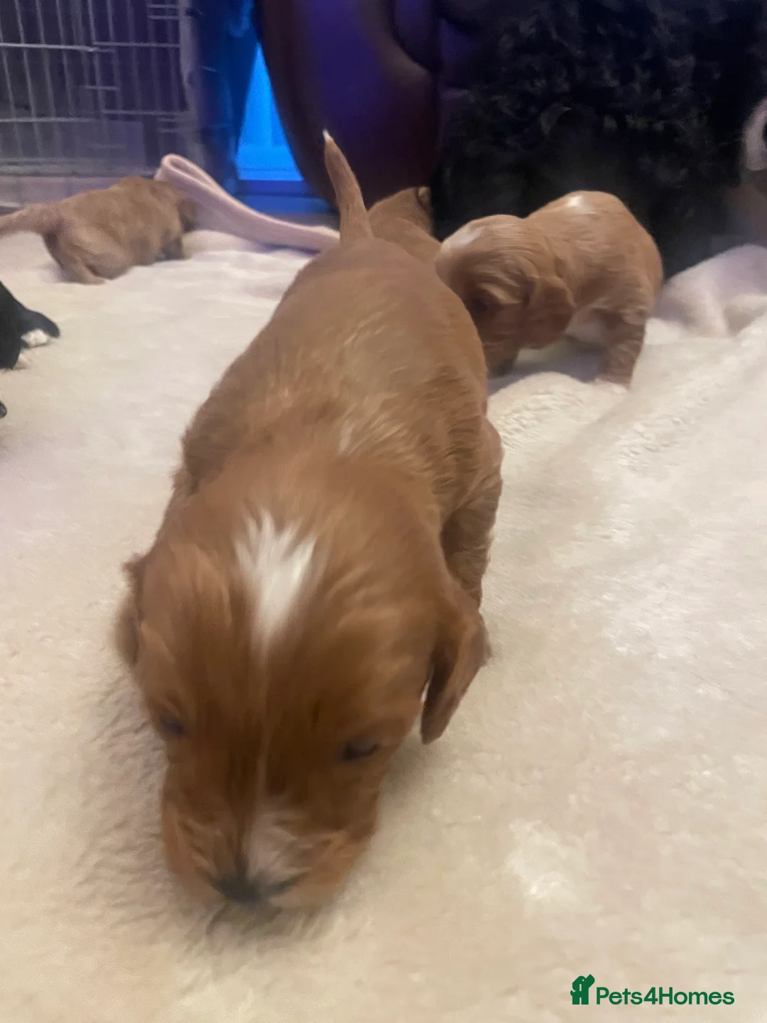 Cavapoo dogs for sale: Beautiful cavapoo puppies  - Advert 20