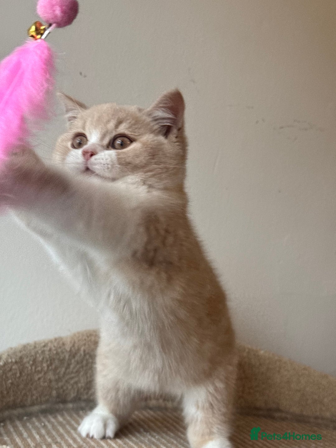 British Shorthair cats for sale: ChampionLine🏆🏆🏆Bicolour British Shorthair💙💙💖 - Advert 11