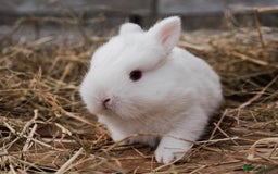 Netherland Dwarf rabbits for sale: Netherland Dwarf REW WHITE & Chinchilla GREY - Image 8
