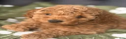 Maltipoo dogs for sale: Beautiful Maltipoo Puppies –2 Boys & 2 Girls - Advert 16