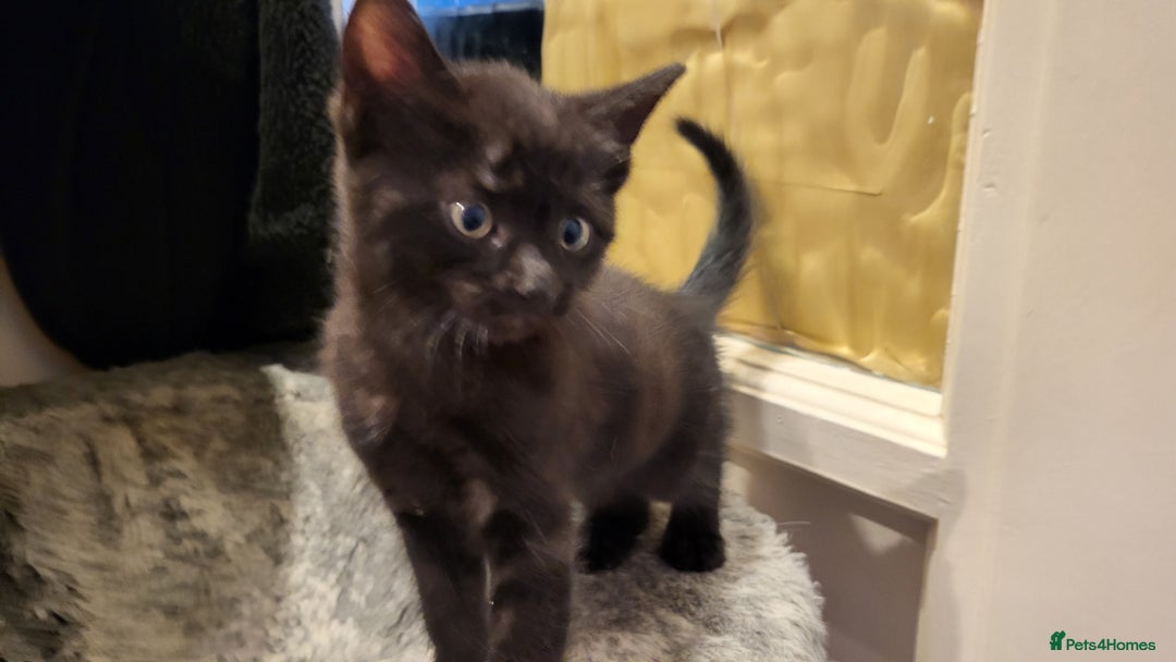 Mixed Breed cats for sale: Mixed breed kittens - Image 4