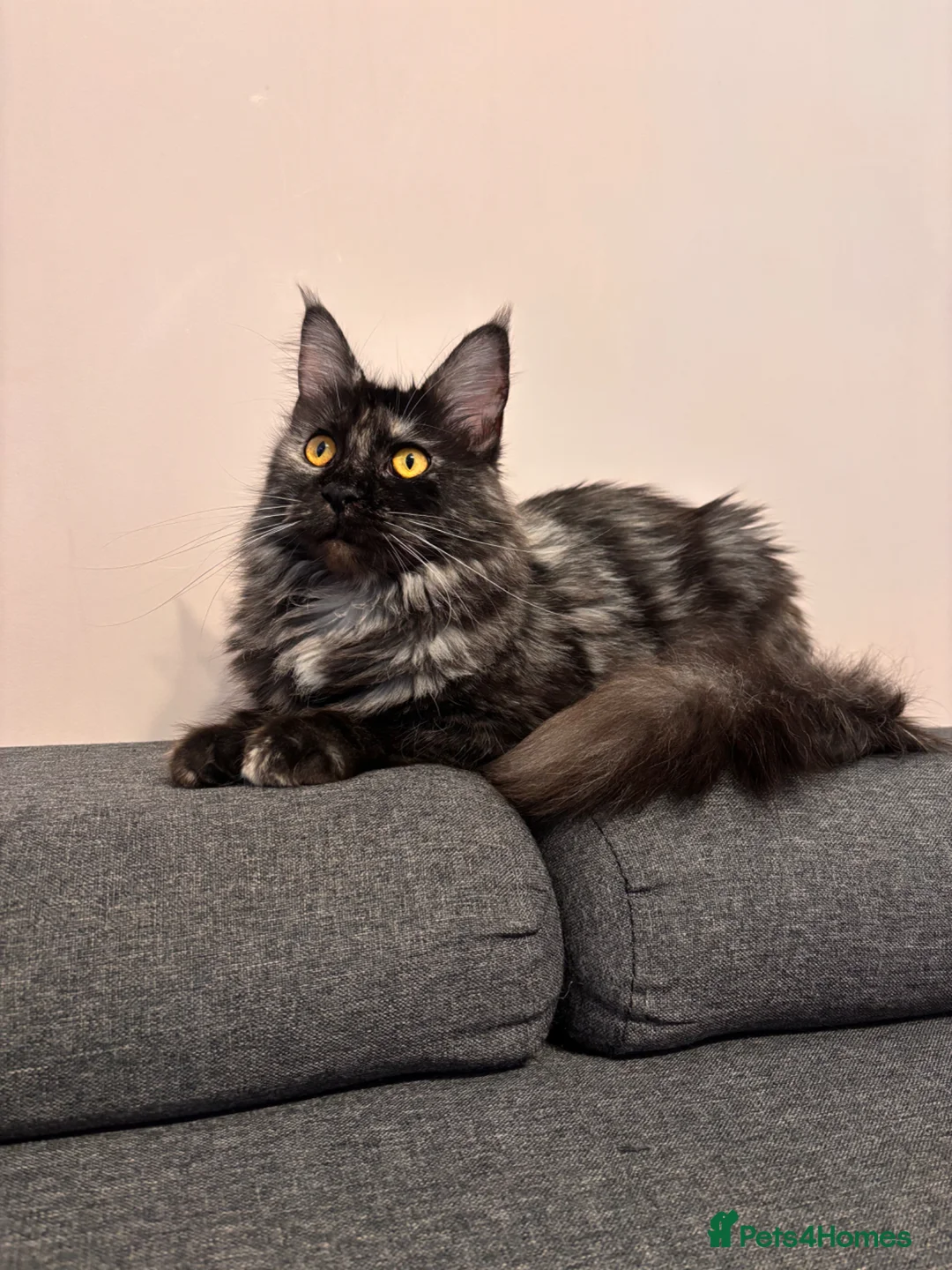 Maine Coon cats for sale: 💕GCCF Stunning Gorgeous Female For sale💕 - Advert 1
