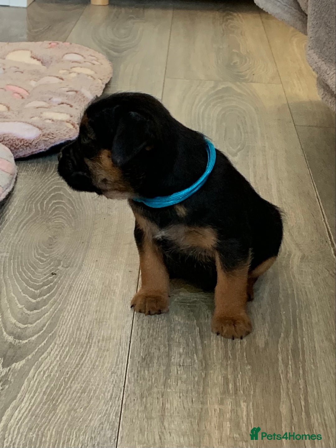 Border Terrier dogs for sale: Healthy Companions KC registered  - Advert 4
