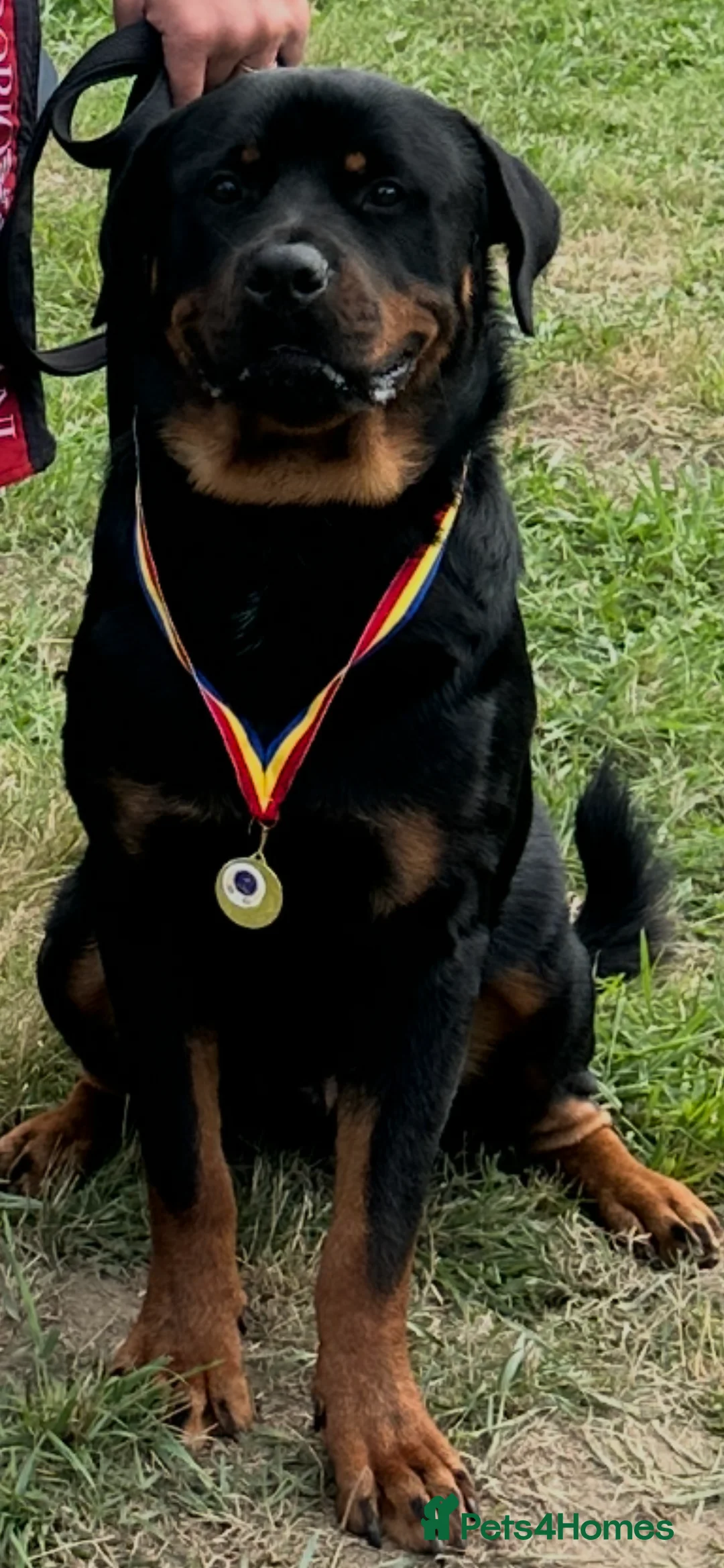 Rottweiler dogs for stud: Max Champion  in Walsall - Advert 4