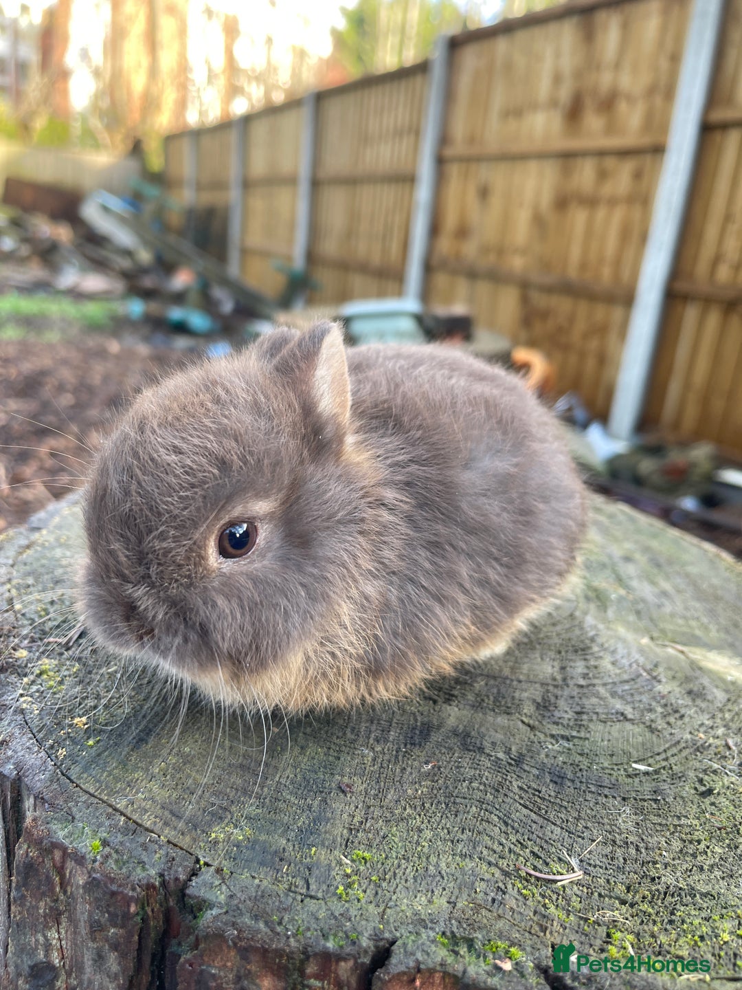 Netherland Dwarf rabbits for sale: Real Netherland Dwarf   - Advert 1