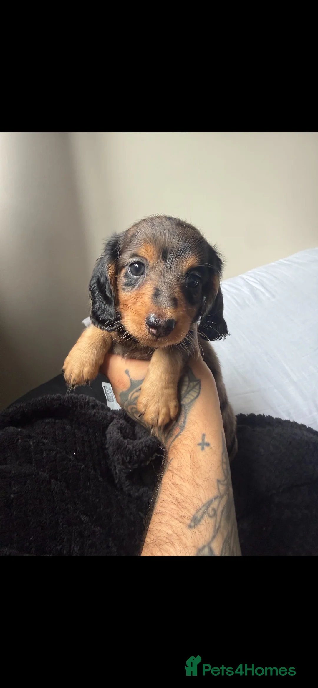 Miniature Dachshund dogs for sale: 🐾KC registered long-haired miniature dachshund 🐾 - Advert 2