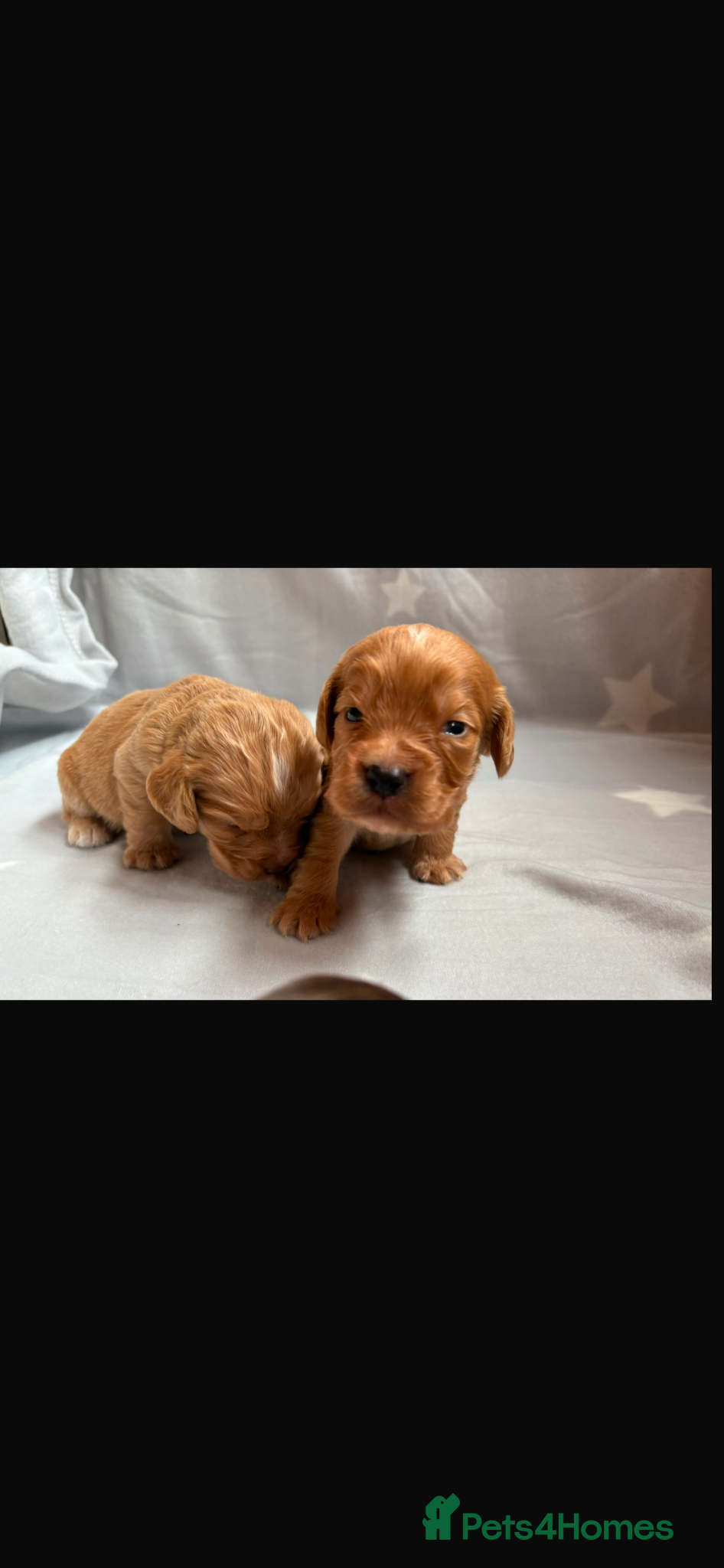 Cocker Spaniel dogs for sale: Beautiful working cocker spaniels  - Advert 3