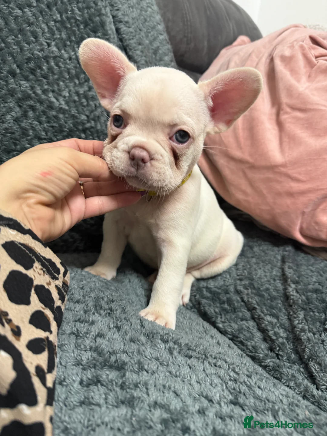 French Bulldog dogs for sale: Cream/ platinum French Bulldog puppy , ready now❤️ - Advert 12