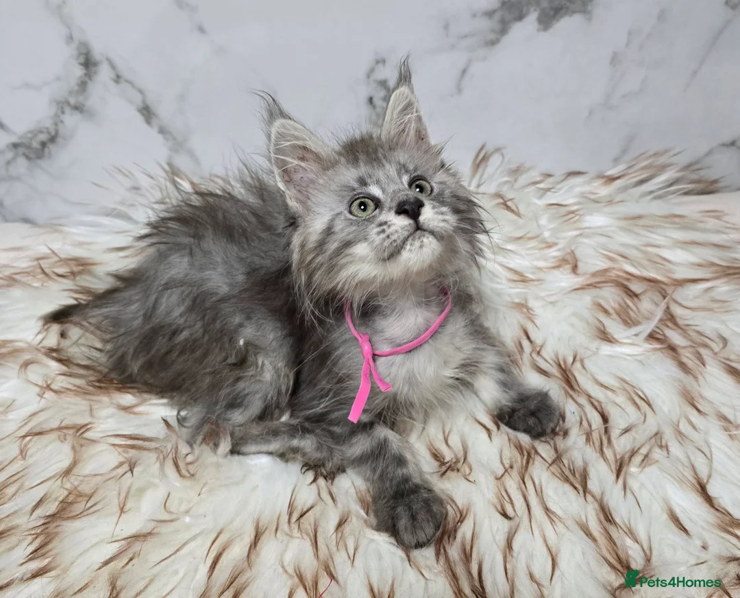 Maine Coon cats for sale: 4x Kittens MaineCoon Tica Registred  - Advert 13