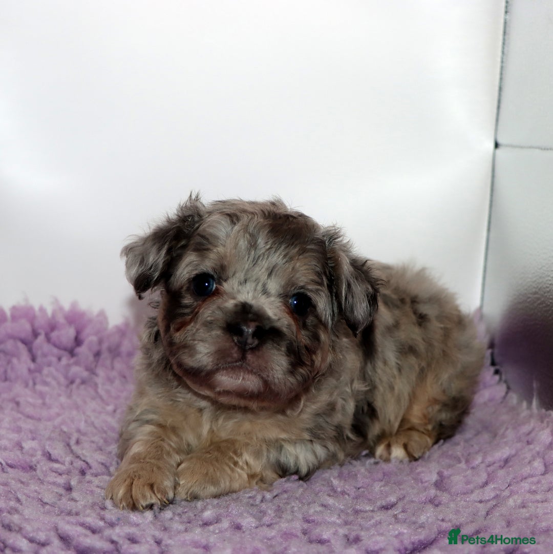 French Bulldog dogs for sale: Fluffy french bulldogs carrying Pink & Testable  - Image 4