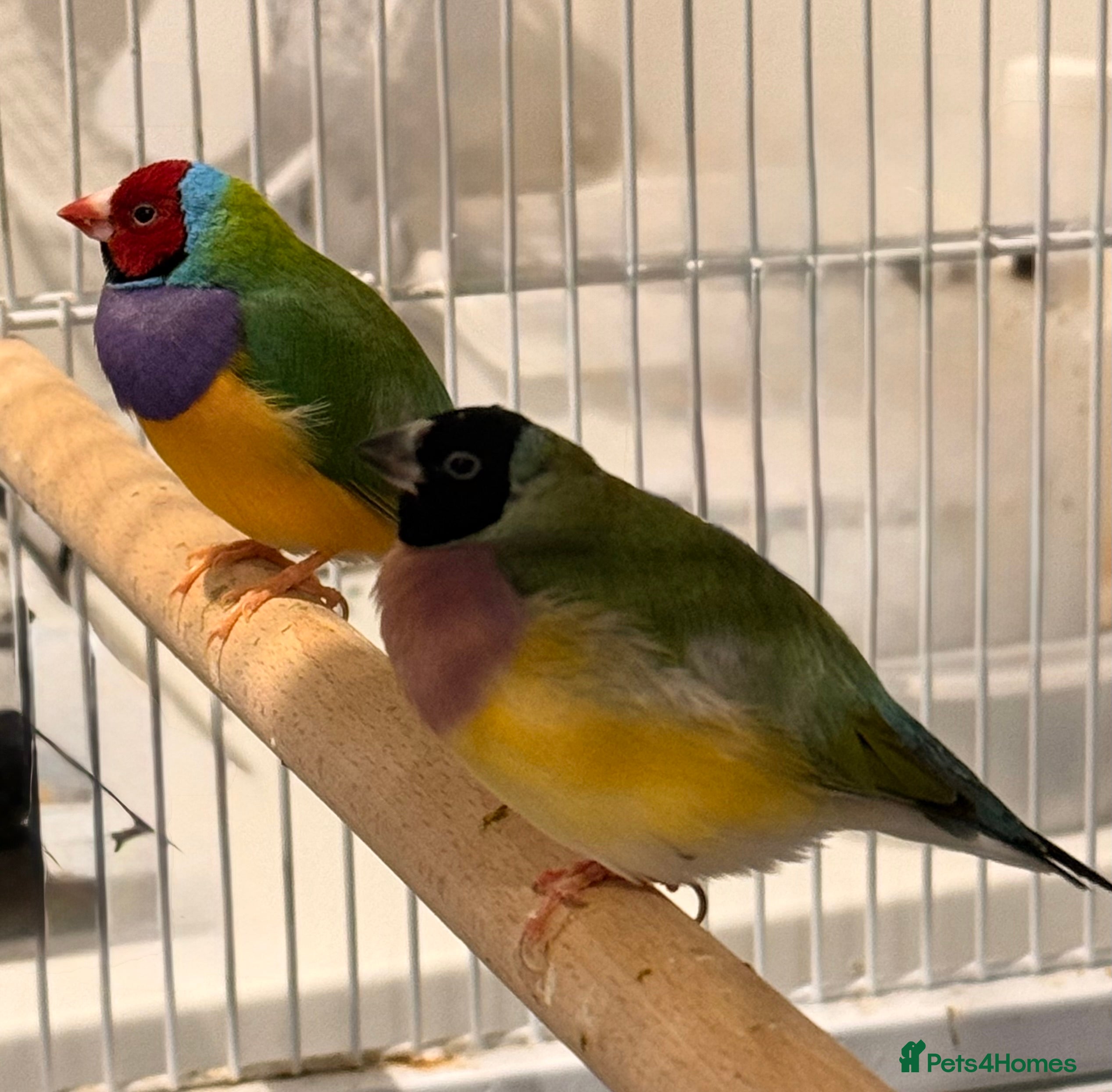 Finches birds Pair of Gouidian finches male  and female   - Advert 1