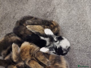 Mini Lop rabbits - Advert 11