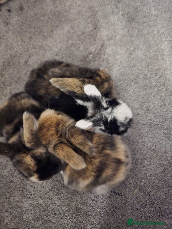 Mini Lop rabbits - Advert 17