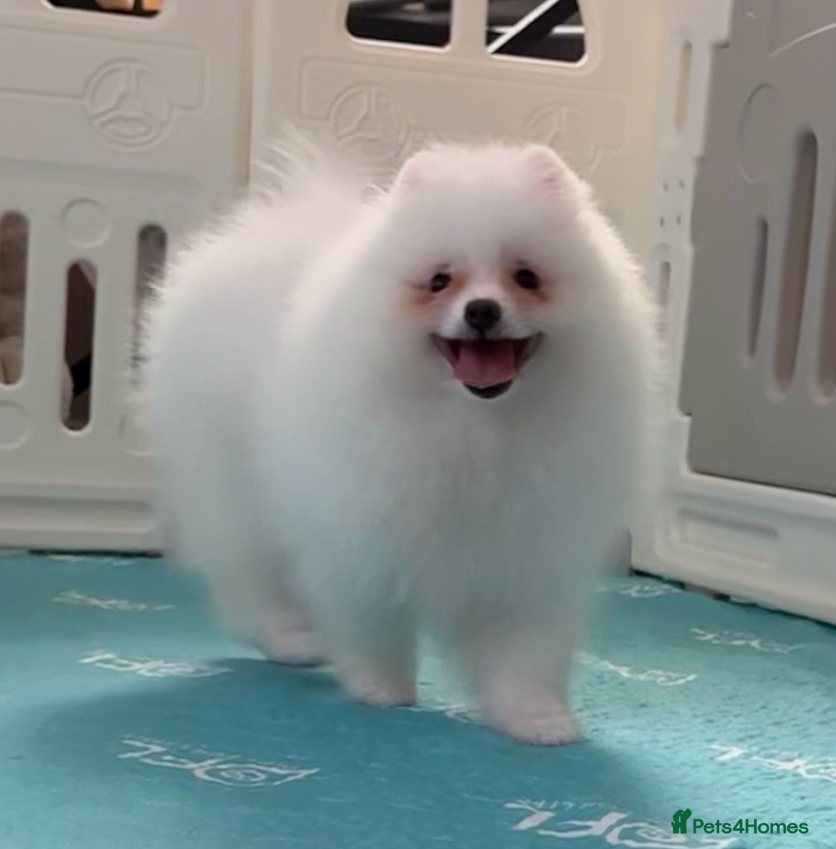 Pomeranian dogs Tiny White snow Pomeranian Puppies  - Advert 10