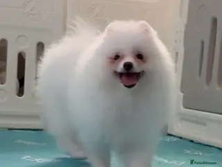 Pomeranian dogs Tiny White snow Pomeranian Puppies - Advert 2
