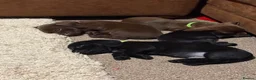Mixed Breed dogs for sale: 5 week old Dachshund/ Springer Spaniel puppies - Advert 12