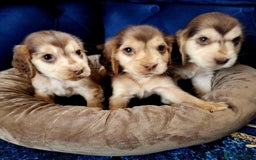 Cocker Spaniel dogs for sale: Show type cocker spaniel puppies  - Image 5