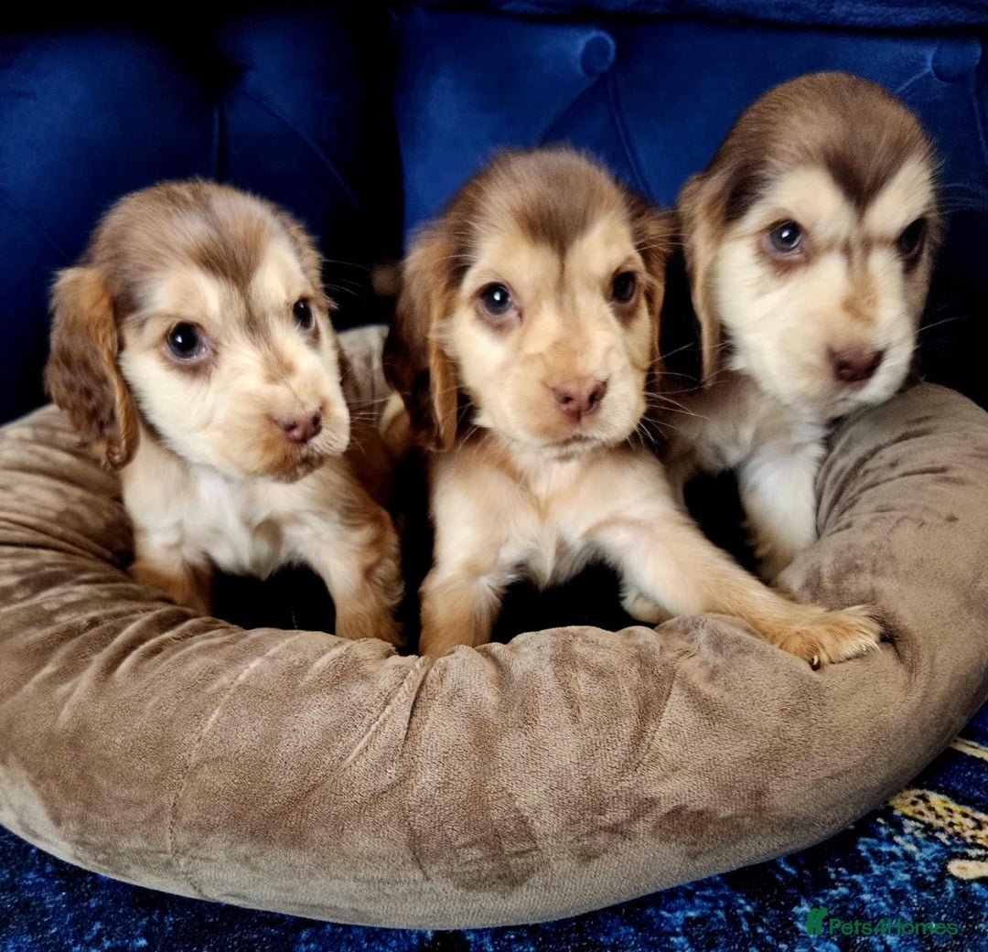 Cocker Spaniel dogs for sale: Show type cocker spaniel puppies  - Image 5