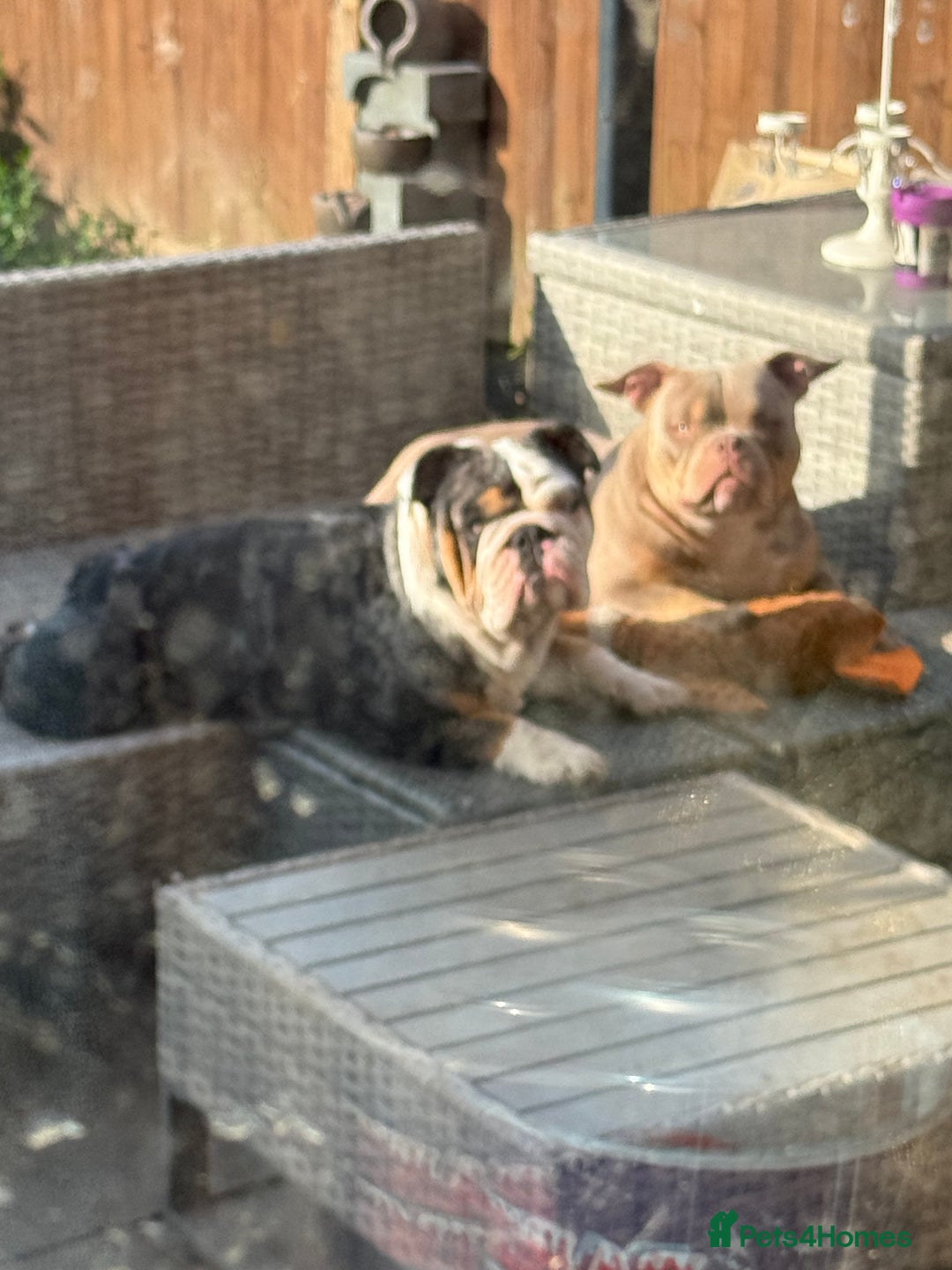 English Bulldog dogs for sale: English bulldog Merle female Babi, 2.5yrs - Advert 3