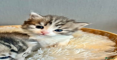 Siberian cats - Advert 6