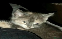 Mixed Breed cats for sale: Mixed breed kittens  - Image 14