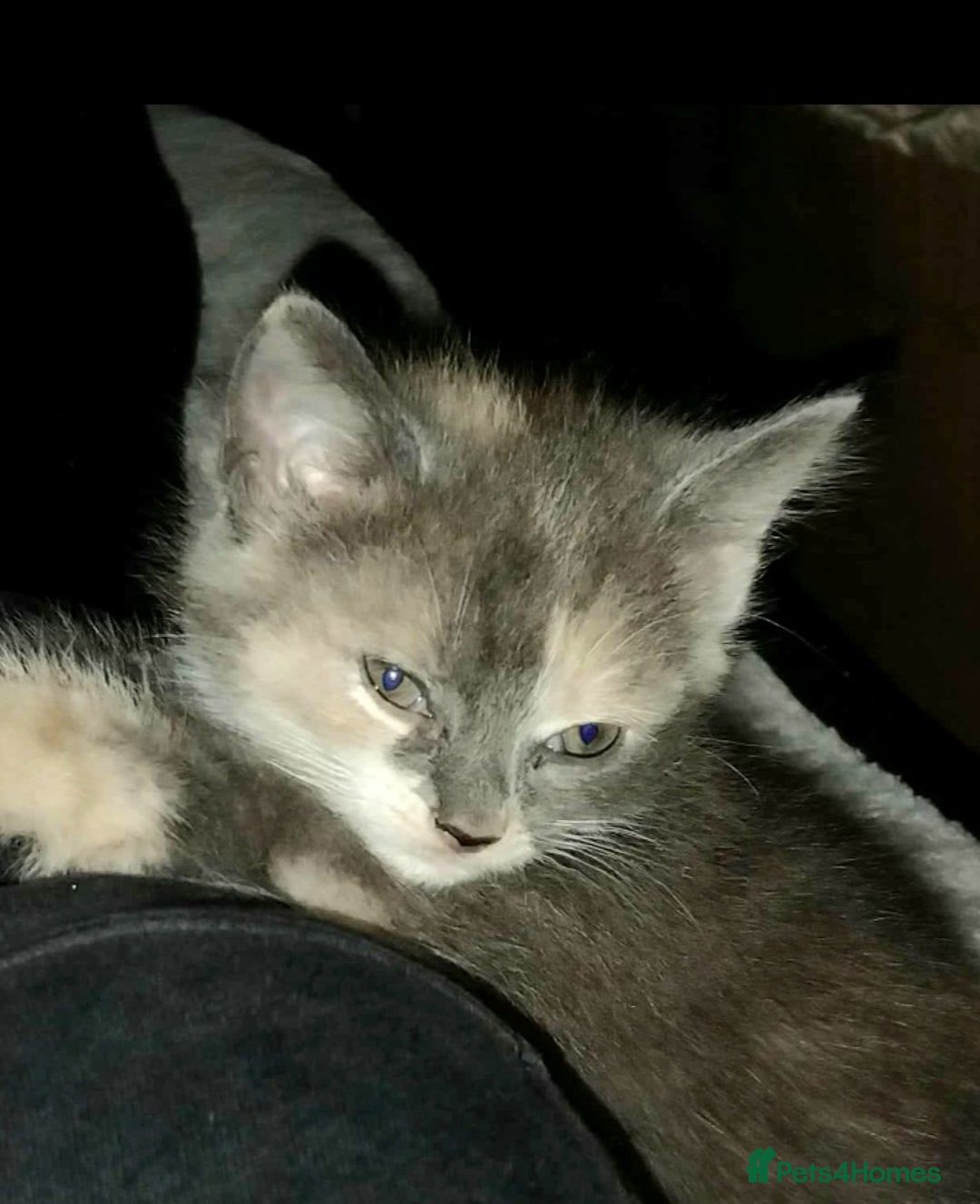 Mixed Breed cats for sale: Mixed breed kittens  - Image 14