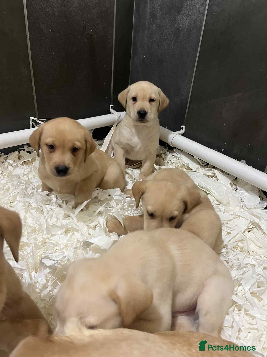 Labrador Retriever dogs for sale: Beautiful Labrador puppies  - Advert 5