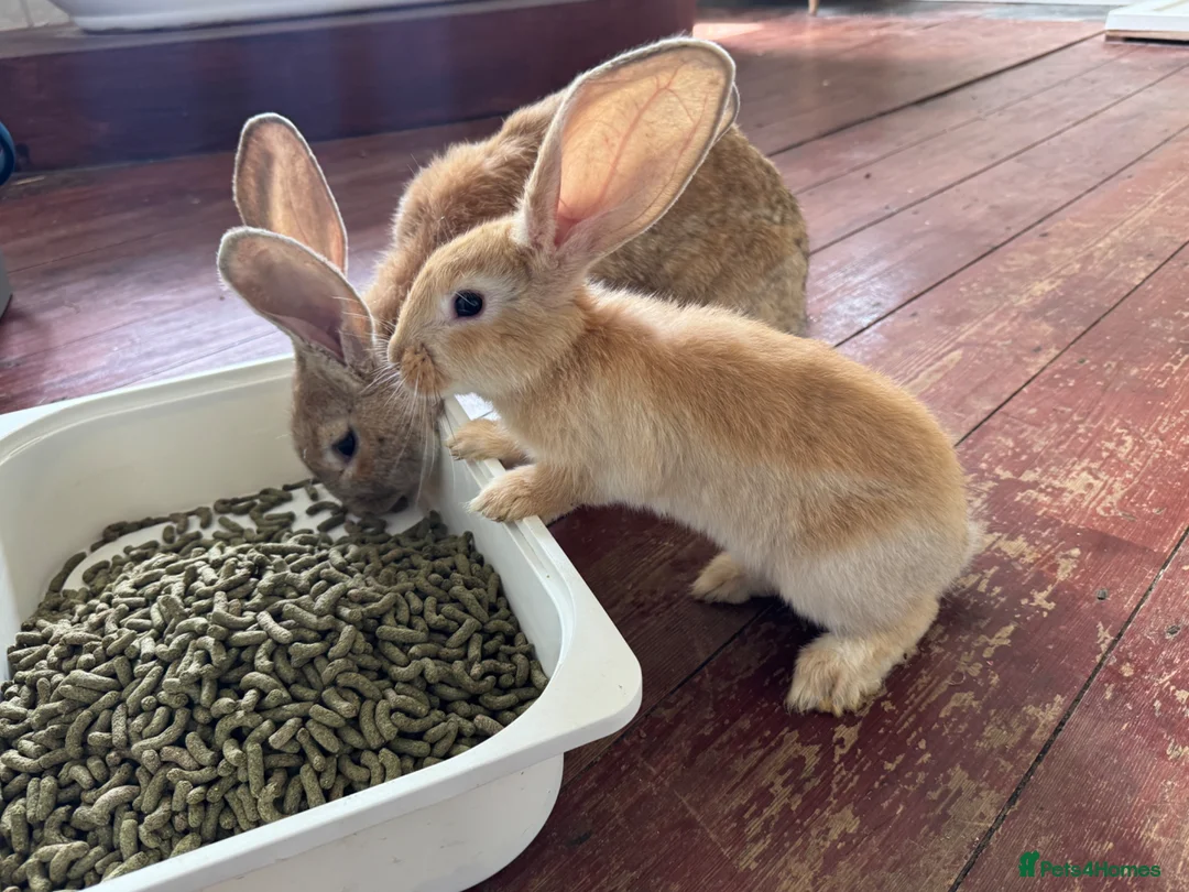 Flemish rabbits for sale: Male and female pure flemish kittens!  - Advert 5