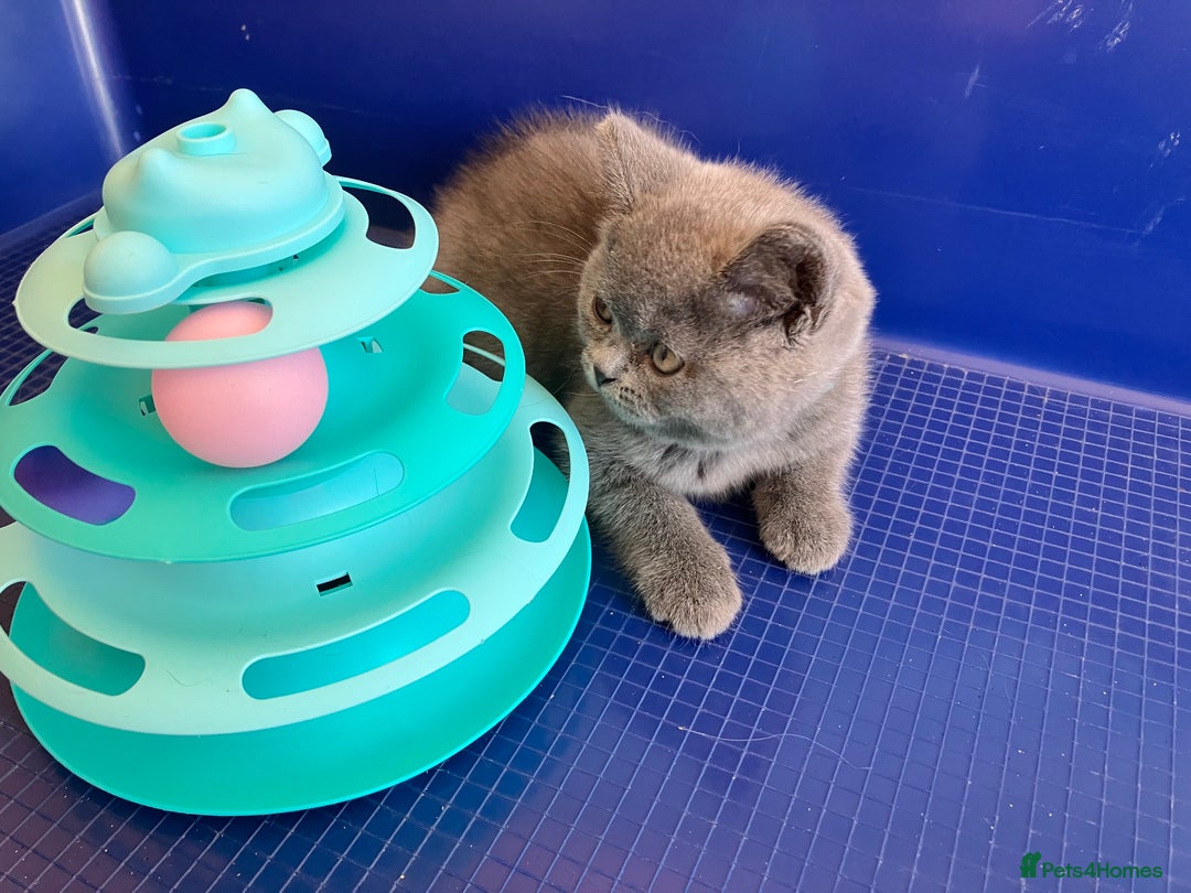 British Shorthair cats for sale: GCCF registered ChampionBloodline 5GENpedigree BSH - Image 20