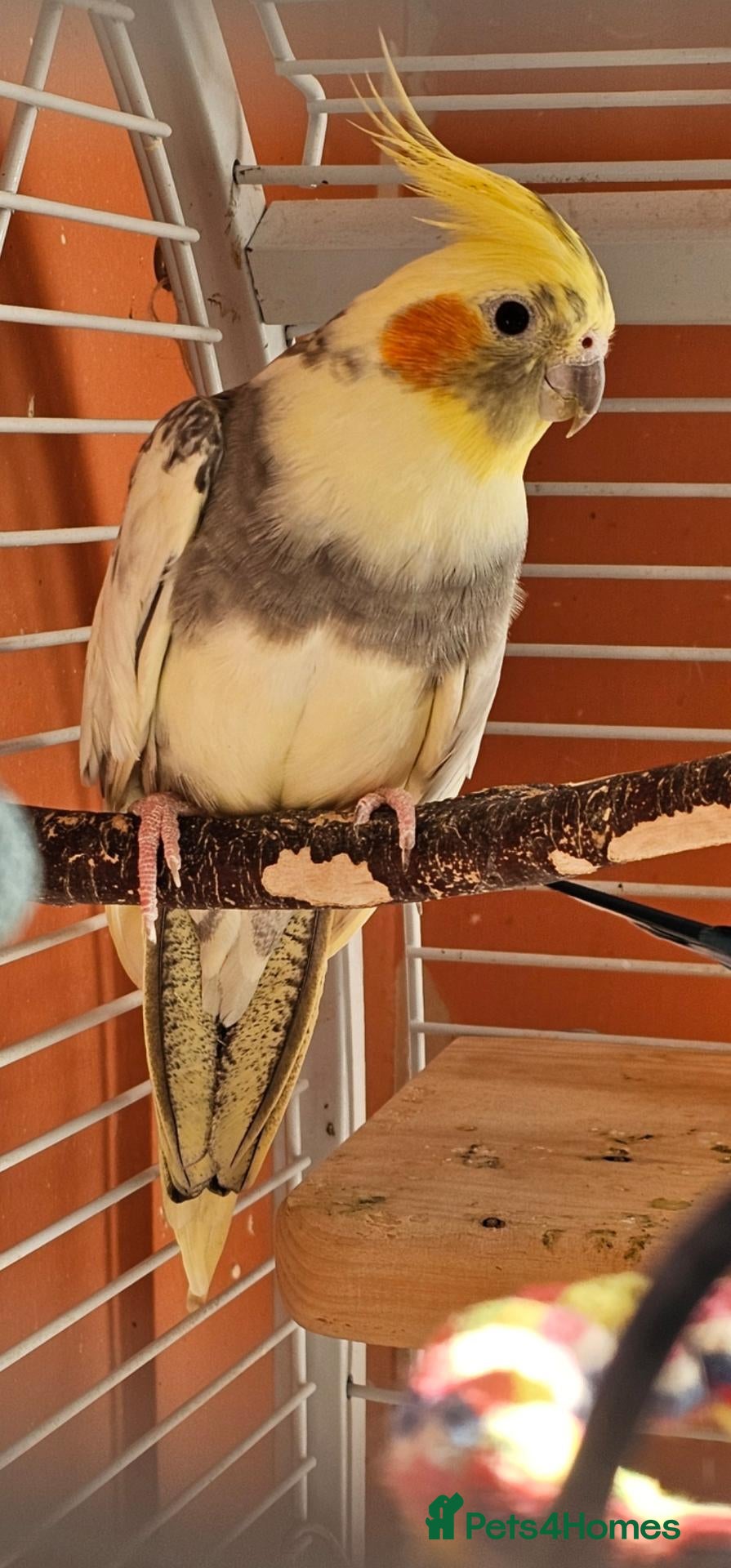 Cockatiels birds Cockatiel - Advert 1