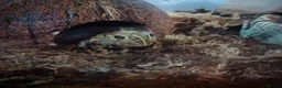Frog reptiles for sale: Giant African bullfrog (TREVOR) - Advert 4
