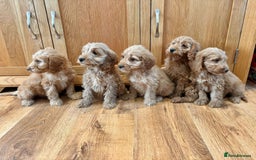 Cockapoo dogs for sale: Cockapoo Puppies Ready Now Fully Vaccinated  - Advert 3